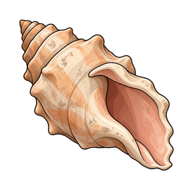 a conch shell
